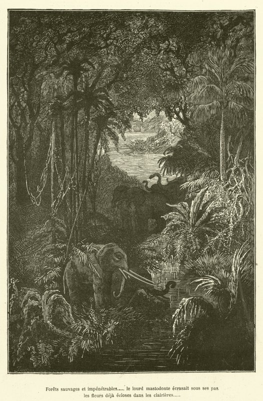 Wilde und undurchdringliche Wälder... der schwere Mastodon zertrampelte unter seinen Schritten die bereits in den Lichtungen erblühten Blumen (Gravur) von French School