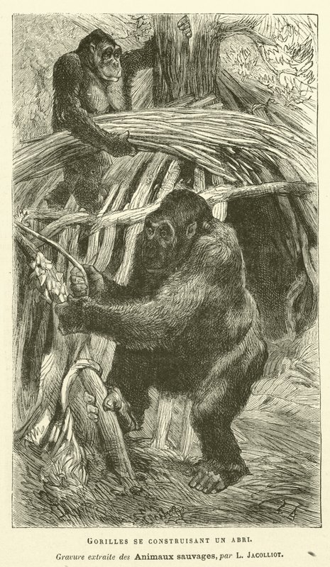 Gorillas bauen sich einen Unterschlupf von French School
