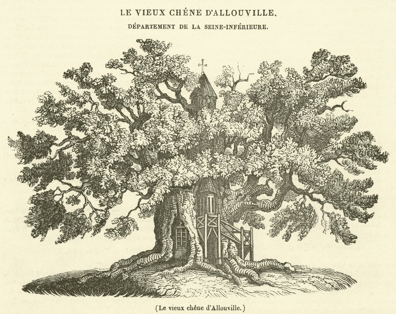 Die alte Eiche von Allouville von French School