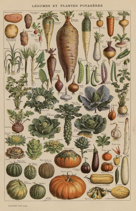 Gemüse und Gartenpflanzen von French School