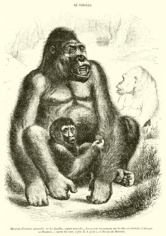 Naturhistorisches Museum, Der Gorilla von French School