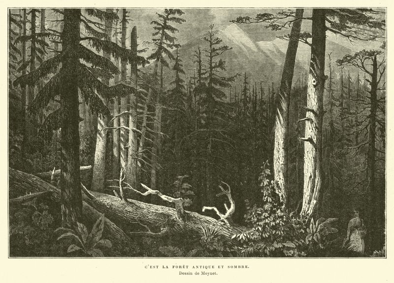 Der alte dunkle Wald von French School