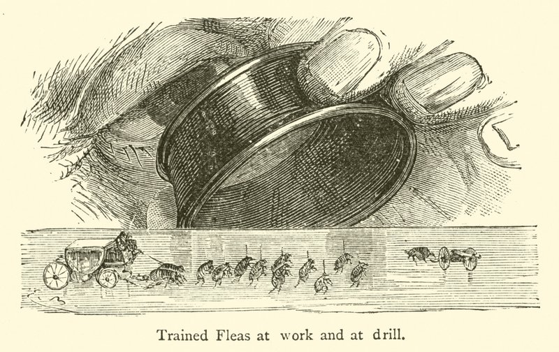 Dressierte Flöhe bei der Arbeit und beim Drill von French School