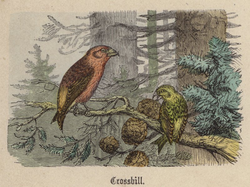 Kreuzschnabel von Friedrich Specht