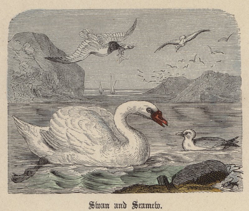 Schwan und Möwe (kolorierte Gravur) von Friedrich Specht