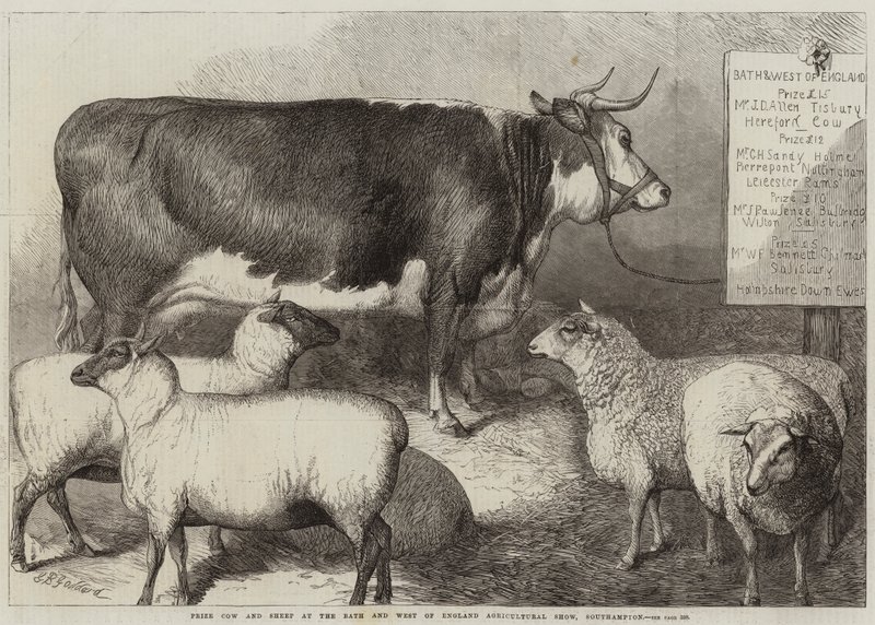 Preisgekrönte Kuh und Schaf auf der Bath and West of England Agricultural Show, Southampton von George Bouverie Goddard