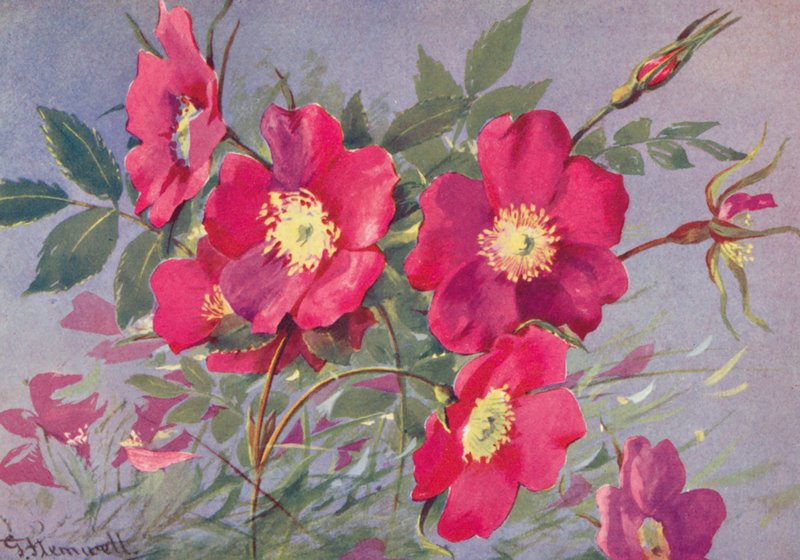 Rosa alpina, die dornenlose Alpen-Eglantine von George Jackson Flemwell