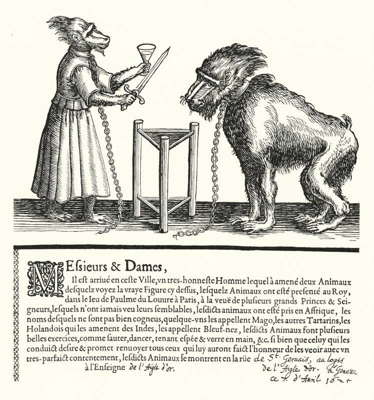 Einladung zu einer Ausstellung von Affen und Meerkatzen (Stich) von German School