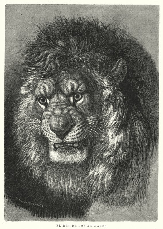 Löwe: König der Tiere (Lithografie) von German School