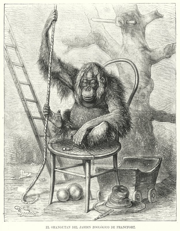 Orang-Utan im Frankfurter Zoo, Deutschland von German School