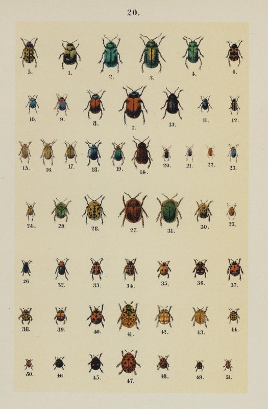Tafel aus Das Handbuch des jungen Käfersammlers von German School