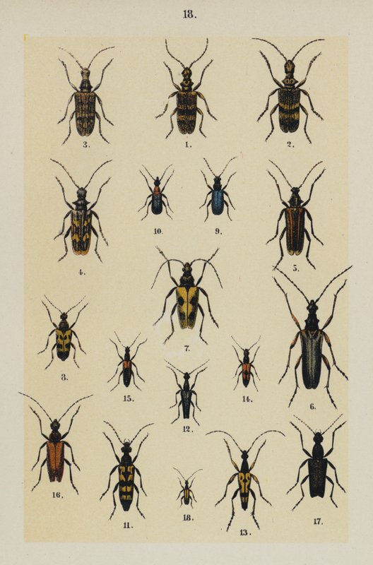 Tafel aus dem Handbuch des jungen Käfersammlers von German School
