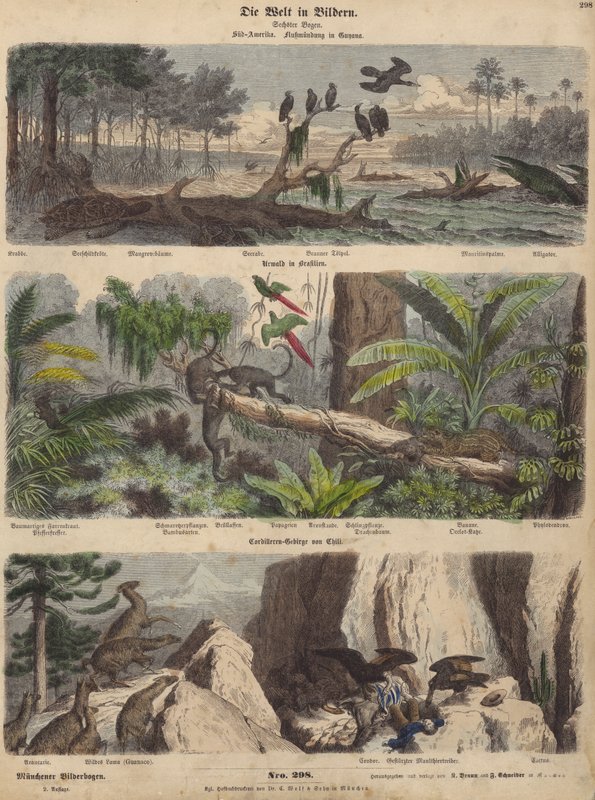 Südamerika: Mündung in Guyana; Dschungel in Brasilien; chilenische Anden (kolorierte Gravur) von German School