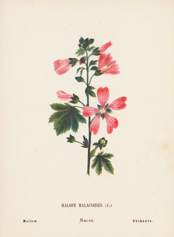 Wildblumen des Heiligen Landes: Malope Malacoides; Malve von Hannah Zeller