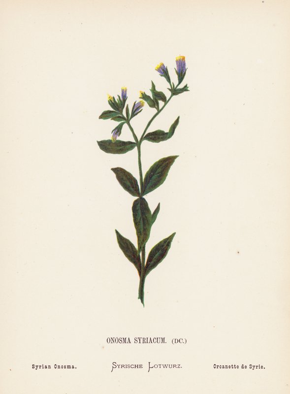 Wildblumen des Heiligen Landes: Onosma Syriacum; Syrisches Onosma von Hannah Zeller