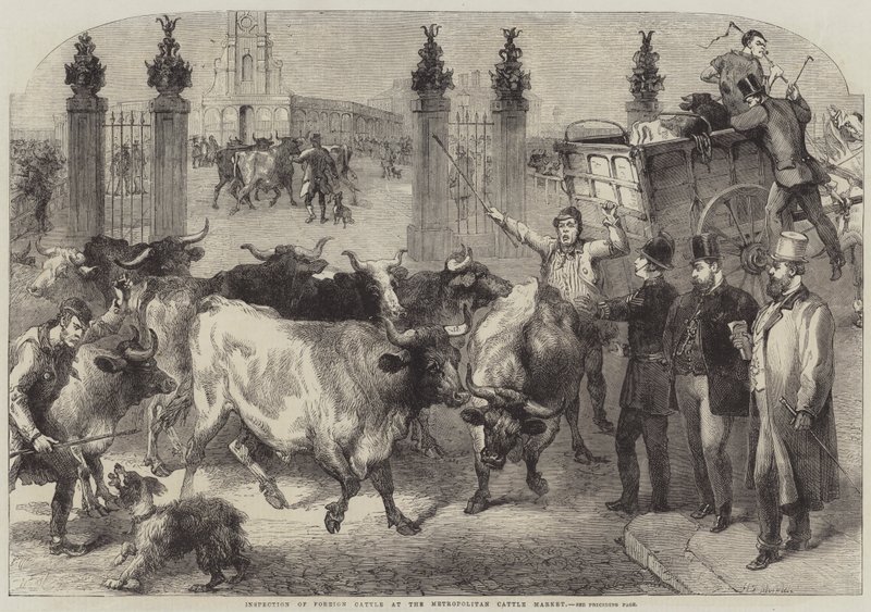 Inspektion von ausländischem Vieh auf dem Metropolitan Cattle Market von Harden Sidney Melville