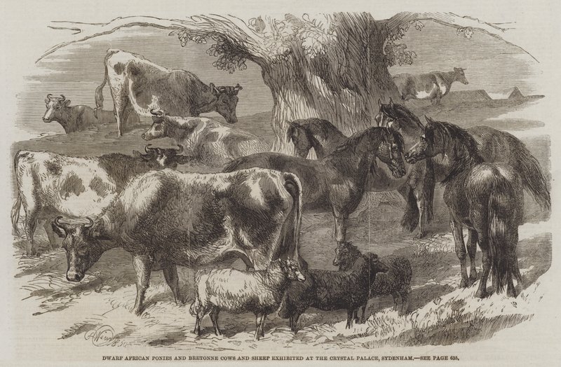 Zwergafrikanische Ponys und Bretonische Kühe und Schafe, ausgestellt im Crystal Palace, Sydenham von Harrison William Weir