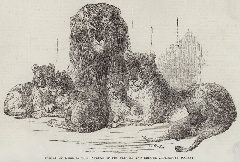 Löwenfamilie in den Gärten der Clifton und Bristol Zoological Society von Harrison William Weir