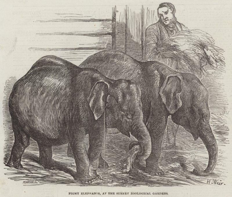 Zwerg-Elefanten im Surrey Zoological Gardens von Harrison William Weir