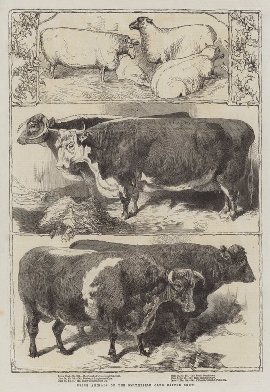 Preisgekrönte Tiere der Smithfield Club Viehschau von Harrison William Weir