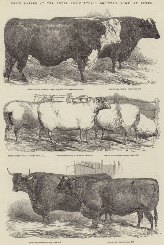Preisrinder auf der Ausstellung der Royal Agricultural Society in Lewes von Harrison William Weir