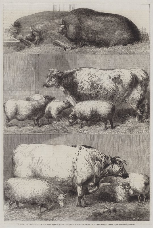 Preisrinder auf der Smithfield Club Viehschau von Harrison William Weir