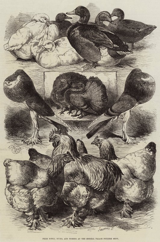 Preisgekrönte Hühner, Enten und Tauben auf der Geflügelschau im Crystal Palace von Harrison William Weir