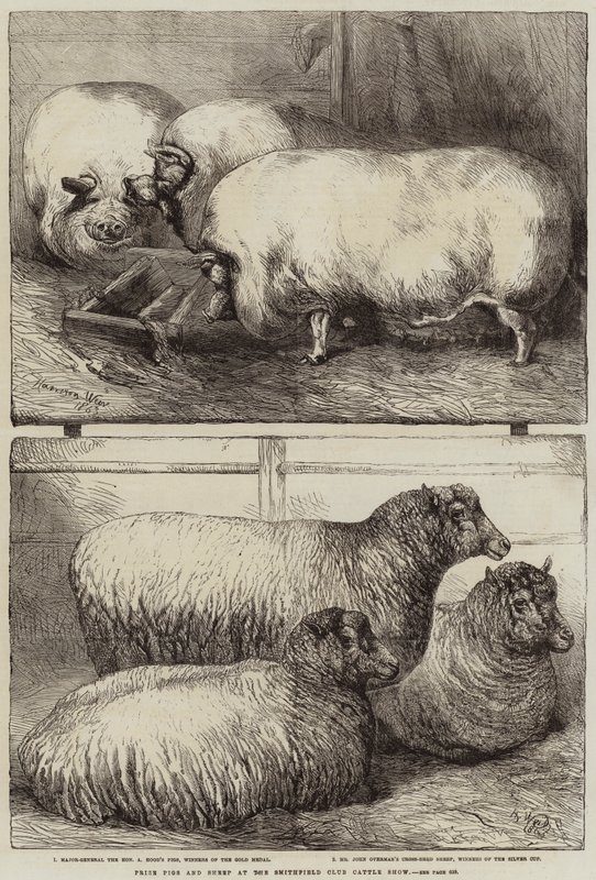 Preisgekrönte Schweine und Schafe auf der Smithfield Club Viehschau von Harrison William Weir