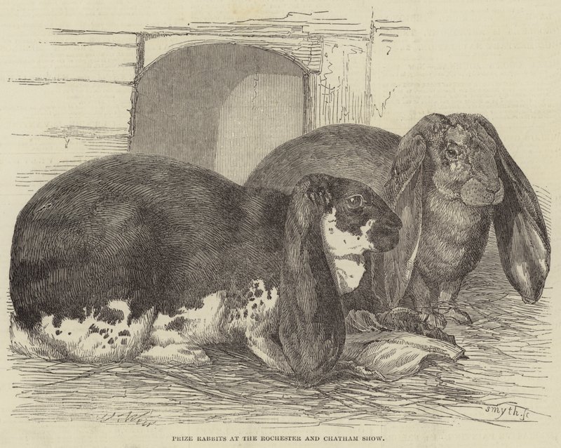 Preis-Kaninchen auf der Rochester und Chatham Show von Harrison William Weir