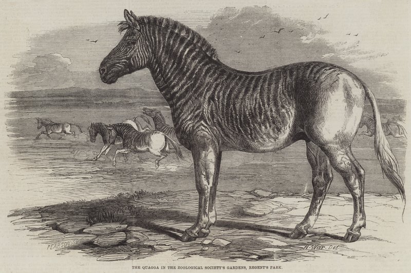 Das Quagga in den Gärten der Zoologischen Gesellschaft, Regent