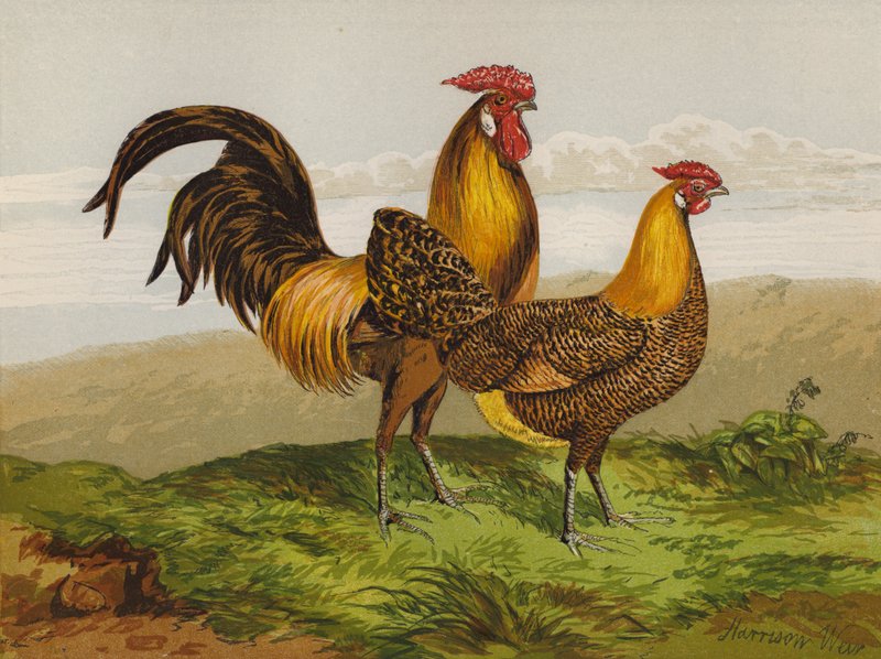 Goldgezeichnete Hamburghs von Harrison William Weir