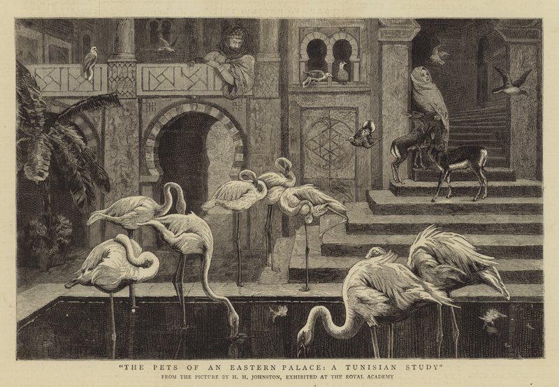 Die Haustiere eines östlichen Palastes, eine tunesische Studie von Harry Hamilton Johnston