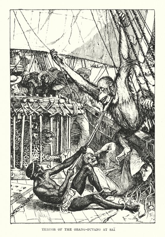 Schrecken des Orang-Utans in Sai von Henry Justice Ford