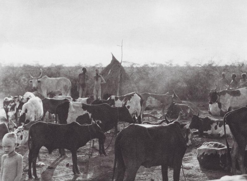 Afrika: Viehkraal am Ufer des Bahr el Zeraf von Hugo Adolf Bernatzik