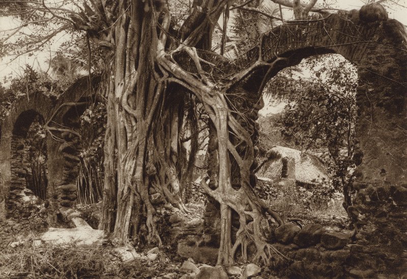 Mexiko: Arco de puente español con higuera, Antigua, Estado Vera Cruz von Hugo Brehme