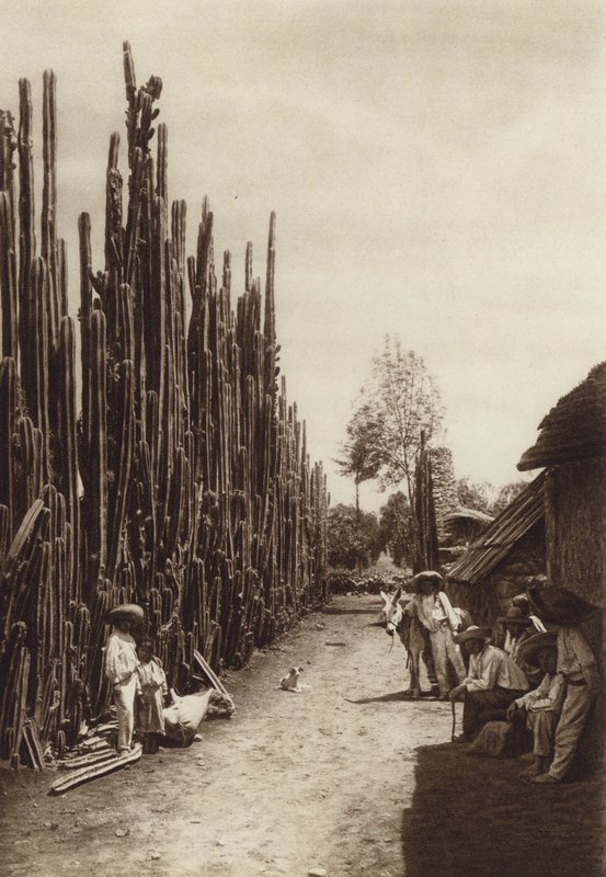 Mexiko: Santiago, Charakteristische Dorfstraße mit säulenförmigen Kakteen von Hugo Brehme