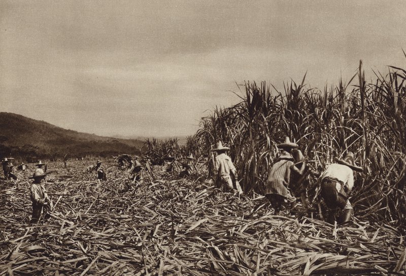 Mexiko: Tamasopo, Zuckerrohrernte von Hugo Brehme