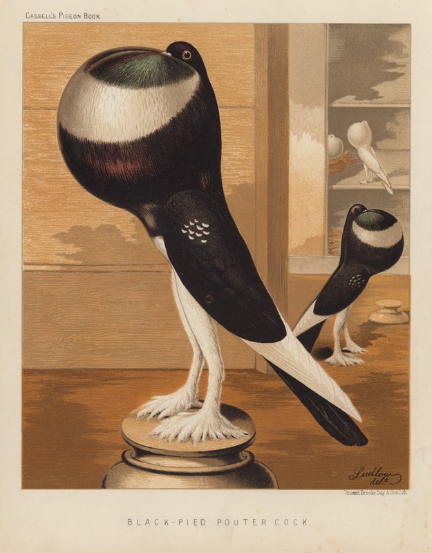 Tauben: Schwarz-gescheckter Pouter-Hahn von J. W. (after) Ludlow