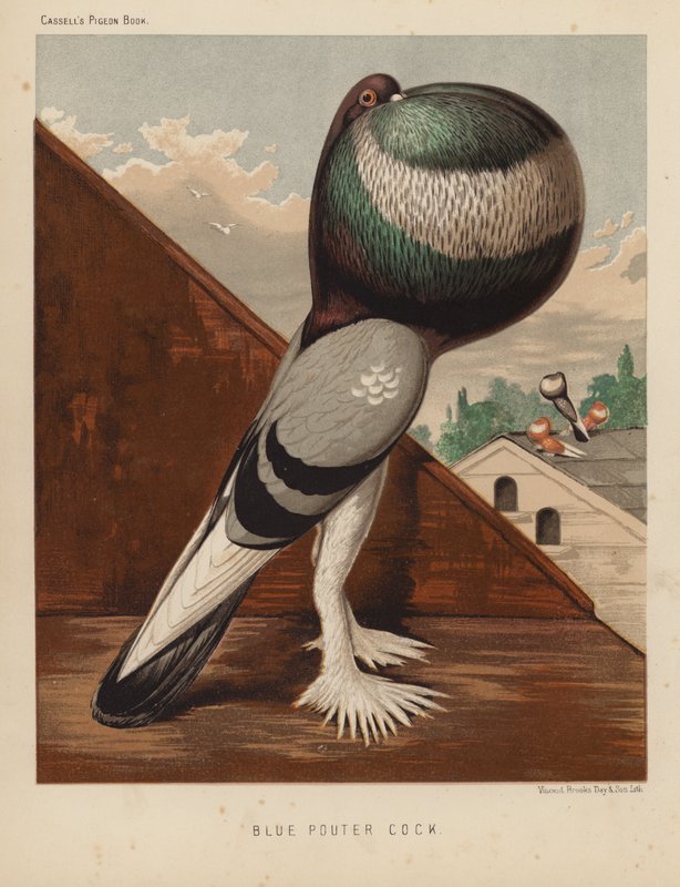 Tauben: Blauer Kropfhahn von J. W. (after) Ludlow