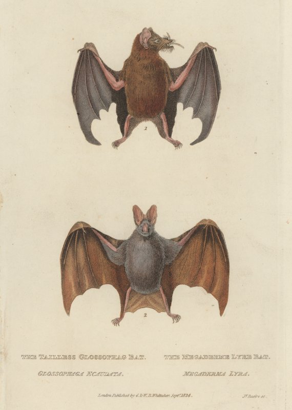 Schwanzlose Glossophag-Fledermaus und Megaderme-Lyrenfledermaus (farbige Gravur) von James (after) Basire