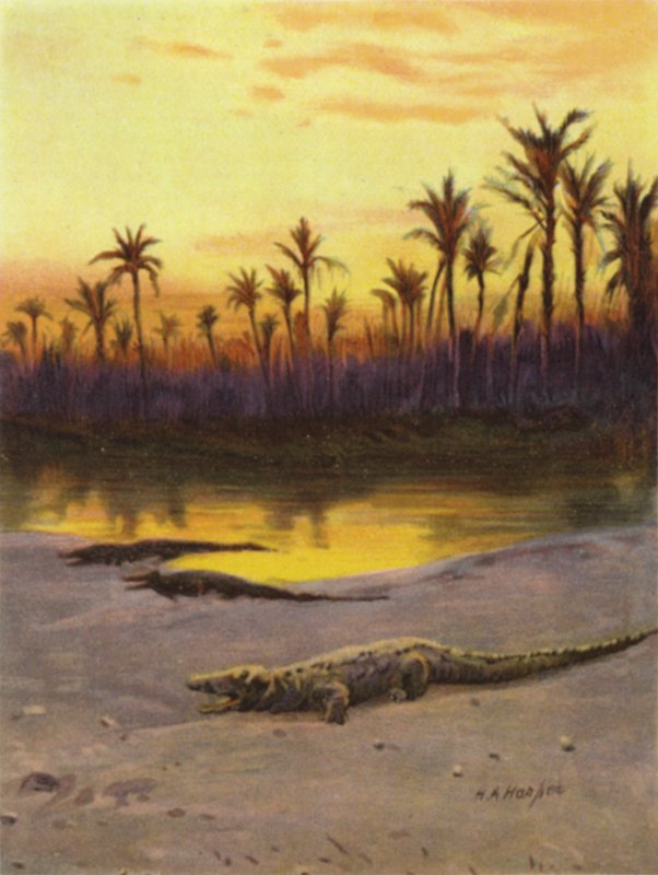 Krokodil (Sonnenuntergang) am Ufer des oberen Nils (Farblithografie) von James (after) Clark