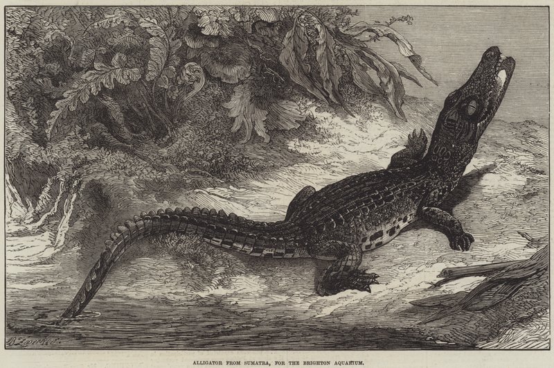 Alligator aus Sumatra, für das Brighton Aquarium von Johann Baptist Zwecker