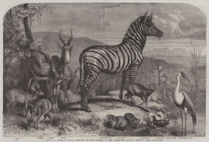 Gruppe von Tieren, die kürzlich in den Gärten der Zoologischen Gesellschaft, Regent