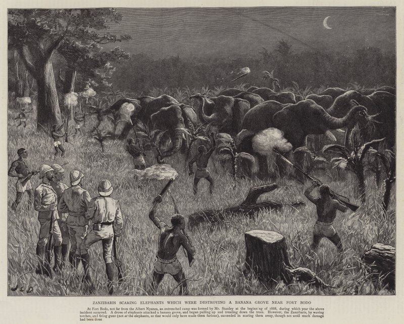 Sansibaris erschrecken Elefanten, die einen Bananenhain in der Nähe von Fort Bodo zerstörten von John Charles Dollman
