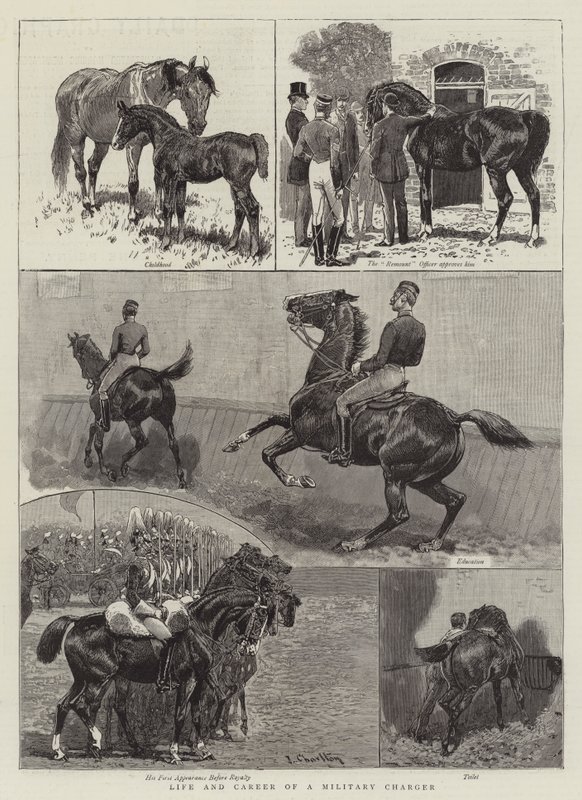 Leben und Karriere eines Militärpferdes von John Charlton