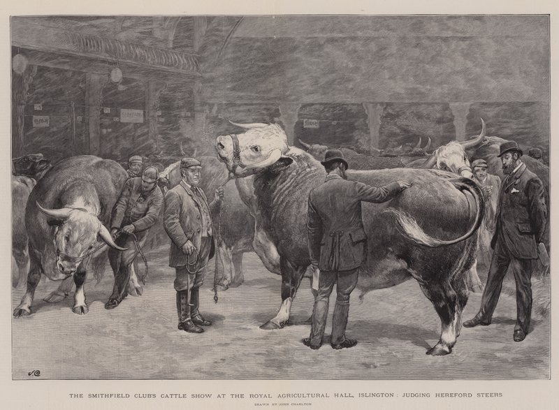 Die Viehschau des Smithfield Clubs in der Royal Agricultural Hall, Islington, Bewertung von Hereford-Ochsen von John Charlton