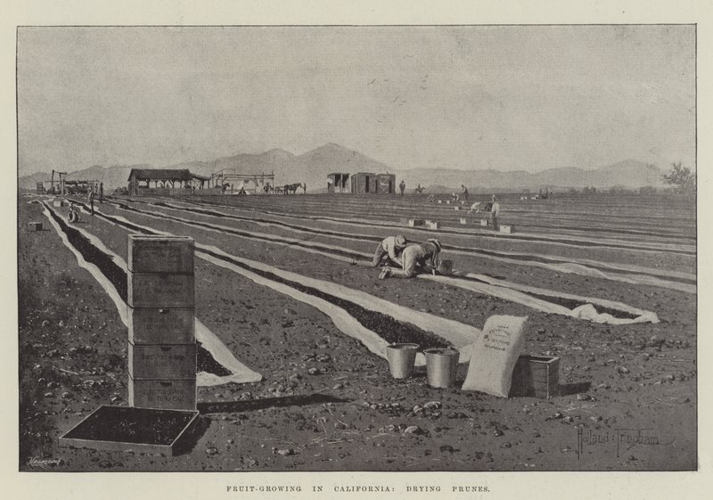 Obstanbau in Kalifornien, Pflaumen trocknen von Joseph Holland Tringham