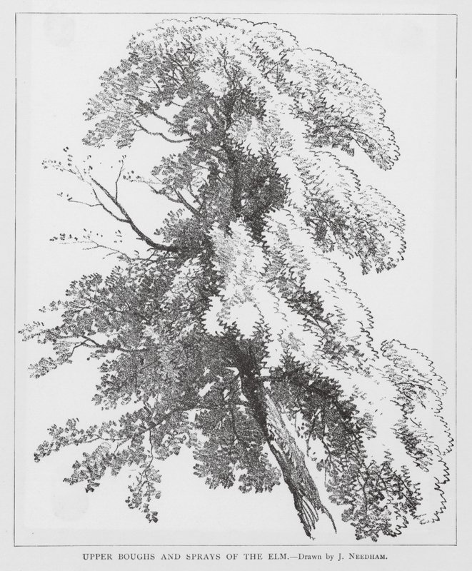 Obere Äste und Zweige der Ulme von Joseph Needham