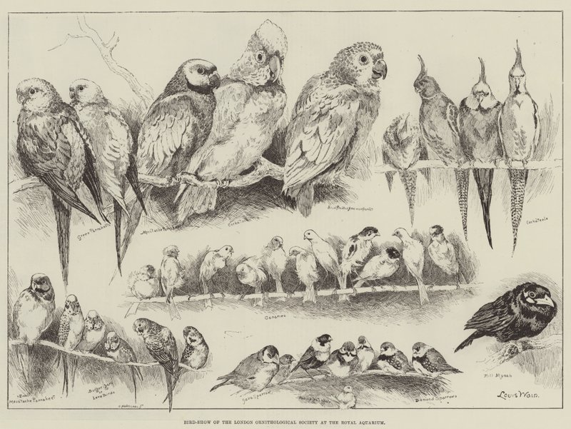 Vogelschau der Londoner Ornithologischen Gesellschaft im Royal Aquarium von Louis Wain