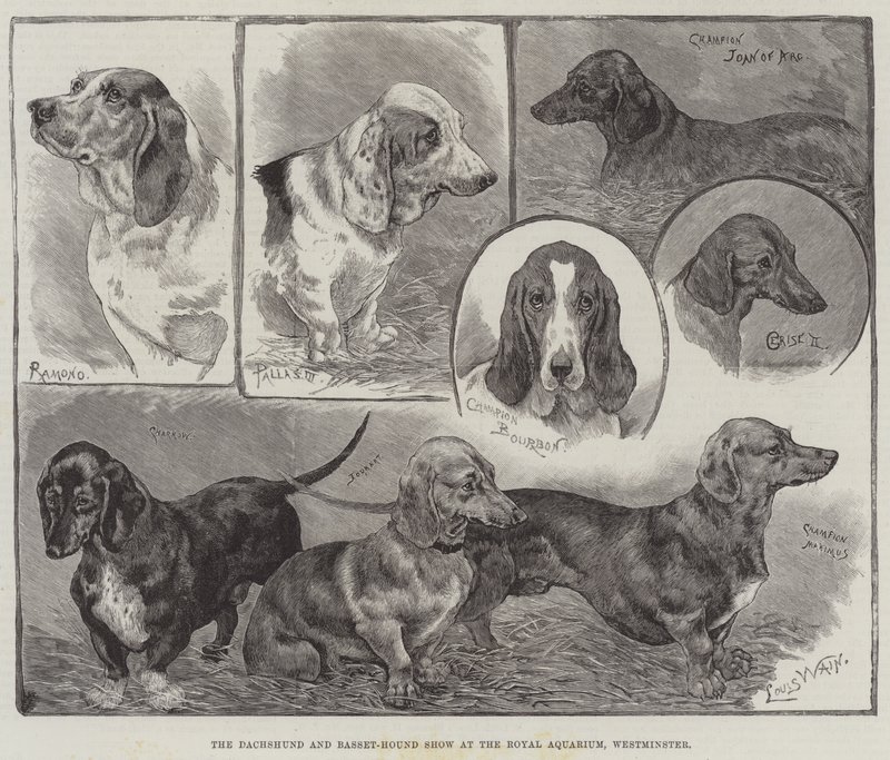 Die Dackel- und Basset-Hound-Ausstellung im Royal Aquarium, Westminster von Louis Wain